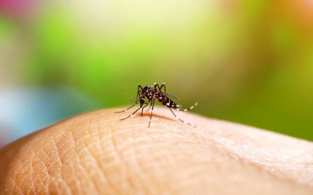 Seremi de Salud confirma el foco número 20 de Aedes aegypti en Antofagasta