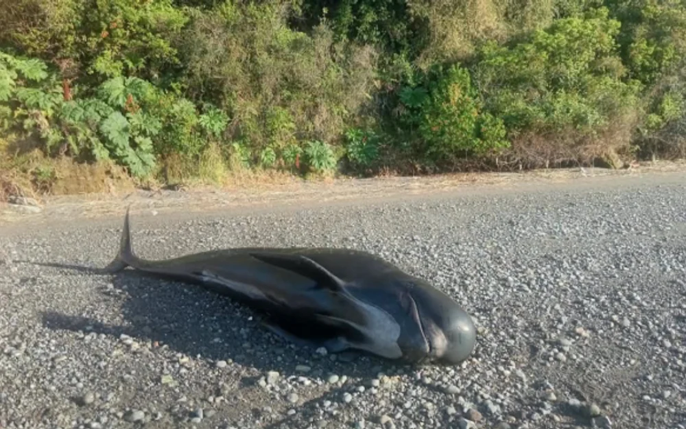 Calderón negro de cinco metros aparece varado sin vida en isla Tenglo