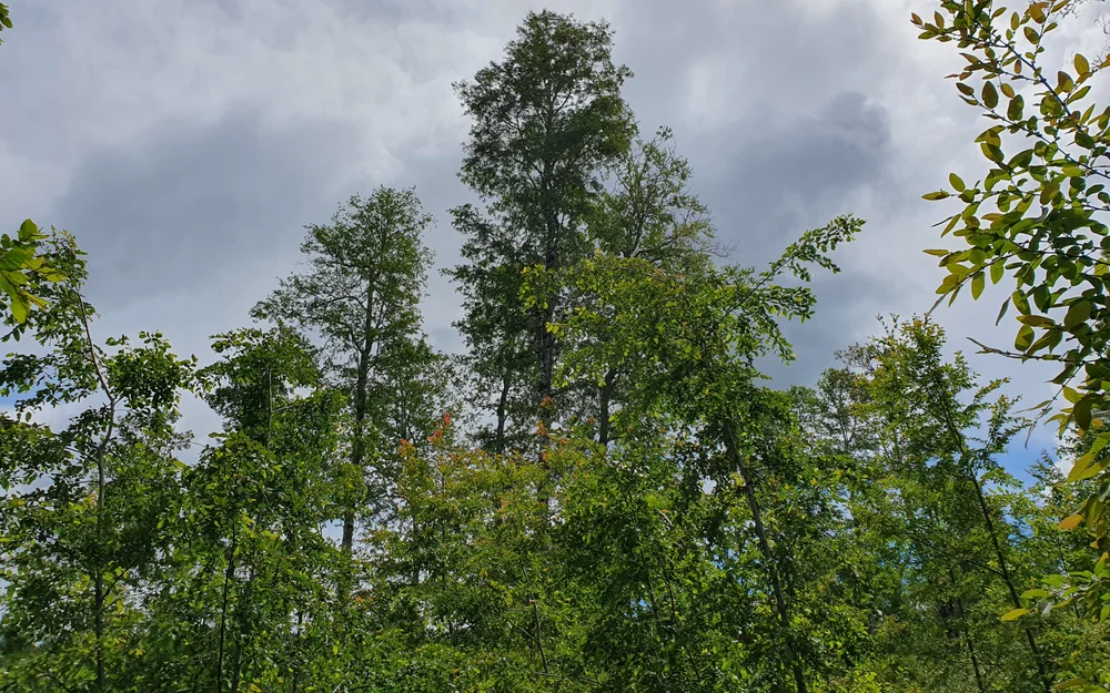 CONAF y comunidad de Chiloé cierran restauración de 75 hectáreas de bosque nativo en Castro