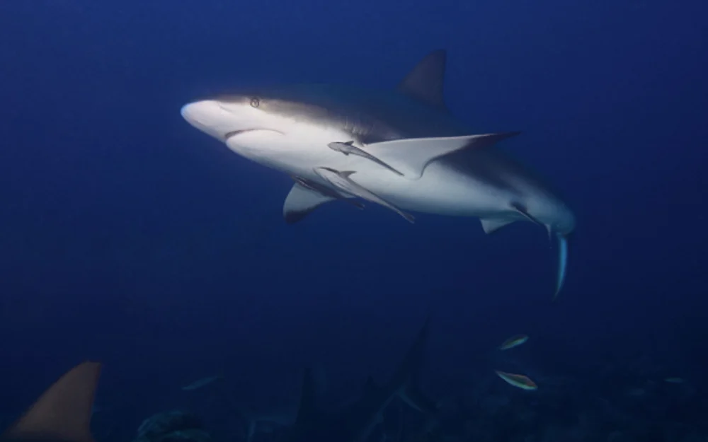 Ataque de tiburón en Sorrento deja un muerto y obliga a cerrar 12 kilómetros de playas
