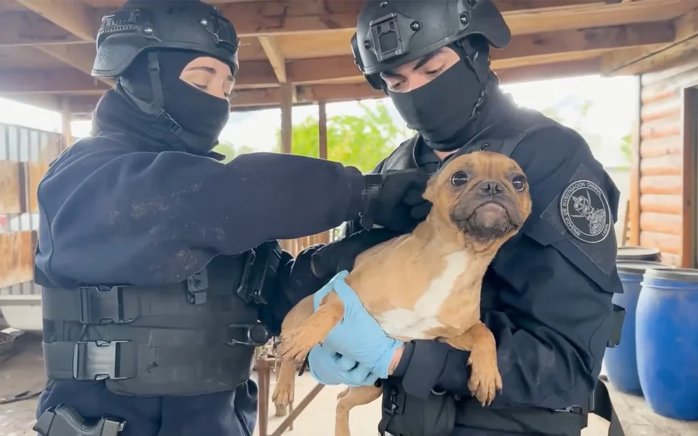 PDI encuentra cuatro perros sin agua ni comida en vivienda deshabitada de Lampa
