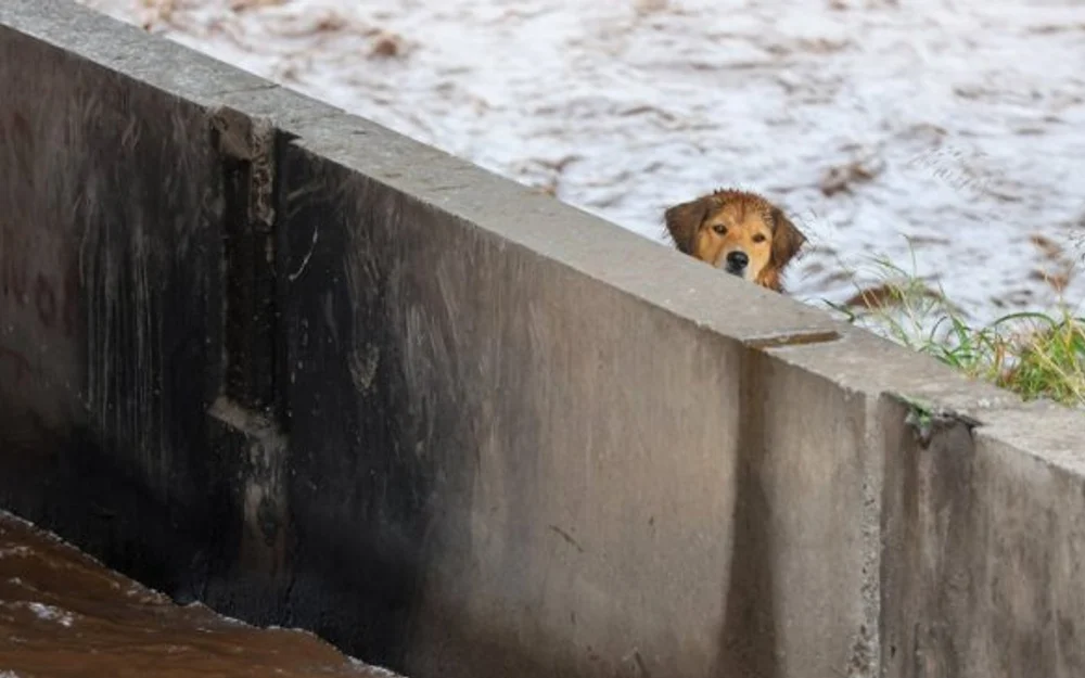 El rescate fallido de "Morocho" en el Mapocho llega a medios internacionales