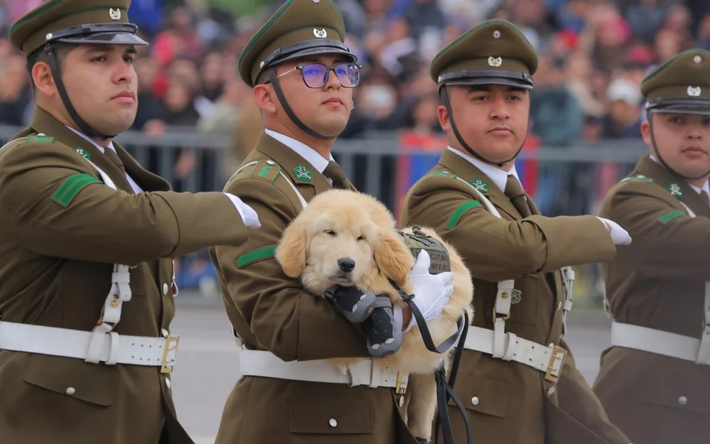 Unidad canina de Carabineros desfila en la Parada Militar