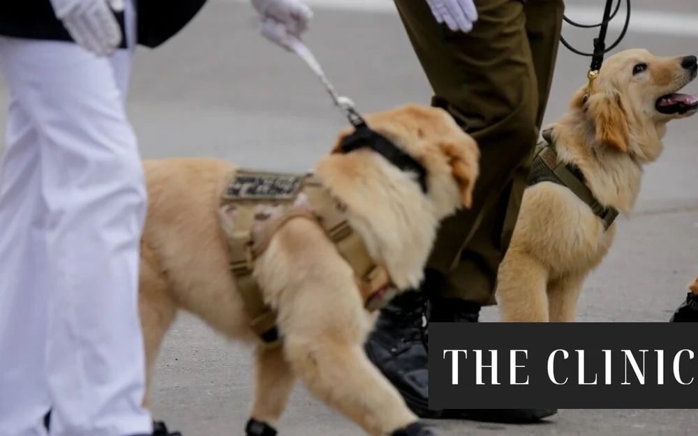 Carabineros aclara que perros antidroga no son adictos: entrenan con estímulos y recompensas