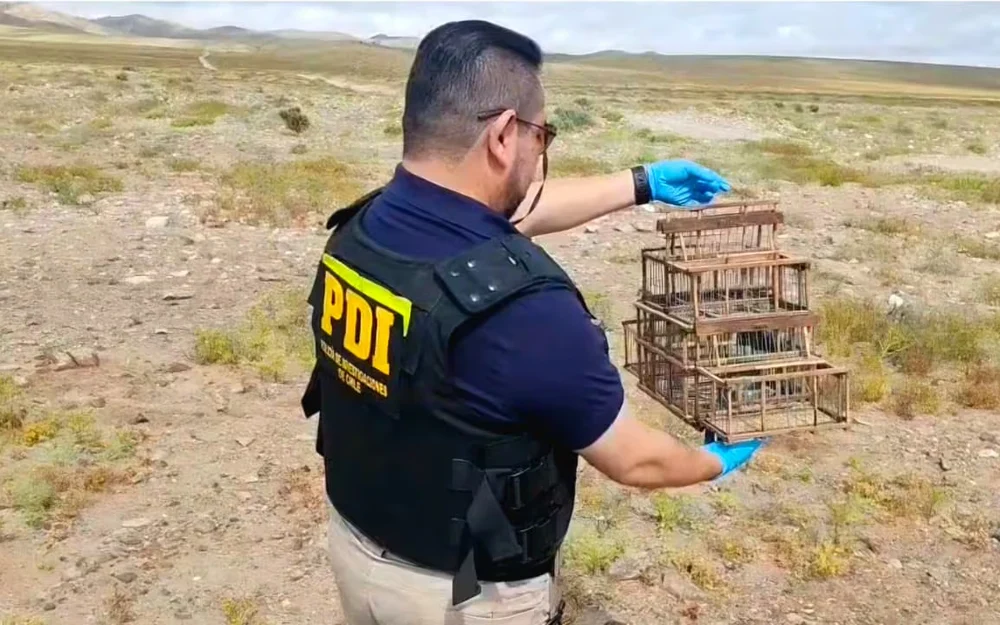 PDI incauta siete aves y formaliza a hombre por trampas en el desierto florido de Atacama
