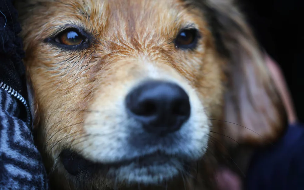 Morocho se queda en la Municipalidad de Santiago: Desbordes confirma que será mascota municipal