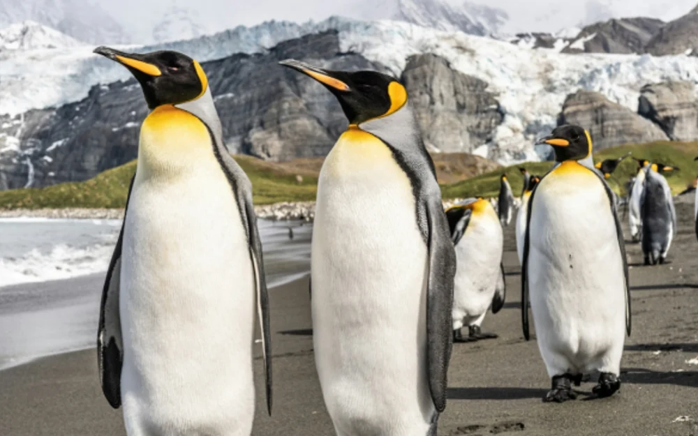 Estudio vincula el guano de los pingüinos con la aceleración del deshielo antártico