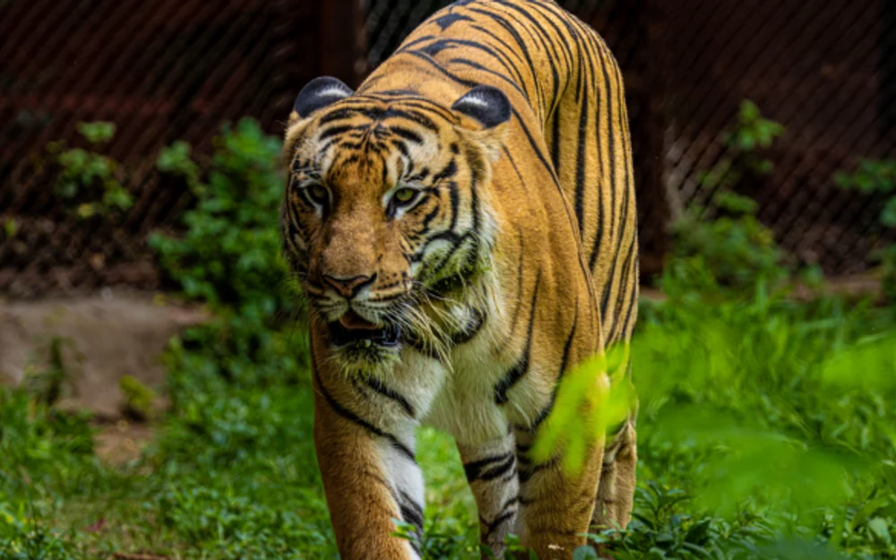 Hombre murió tras ser atacado por un tigre en zoológico de Doncaster