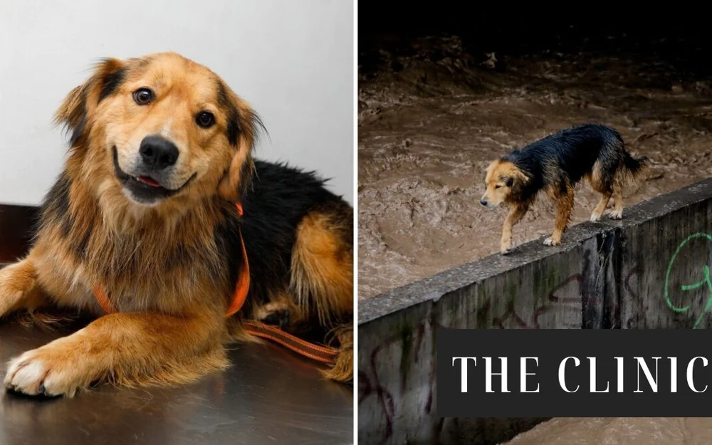 Morocho, el perro rescatado del Mapocho, busca familia tras recuperarse de sus heridas