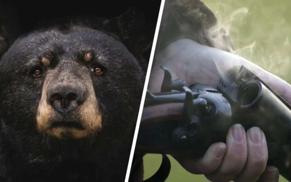 Rusia caza 898 osos pardos en Krasnoyarsk tras ataques que dejaron siete muertos