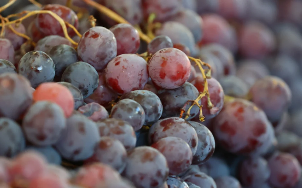 Indonesia reconoce a Chile como país libre de mosca de la fruta y elimina el tratamiento de frío en tránsito