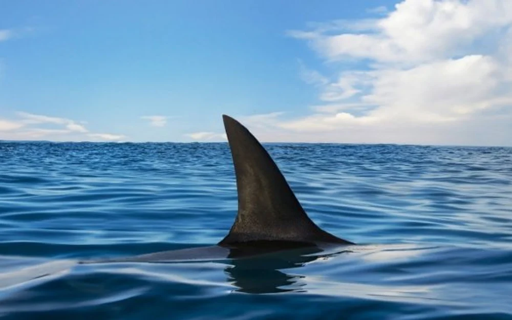 Rapa Nui: restringen actividades en el mar de Hanga Roa por presencia de un tiburón